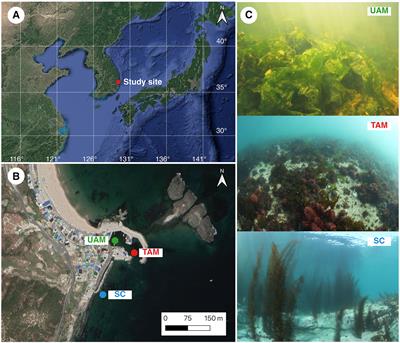 The Diel and Seasonal Heterogeneity of Carbonate Chemistry and Dissolved Oxygen in Three Types of Macroalgal Habitats